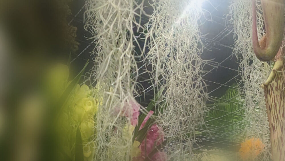 ウスネオイデス