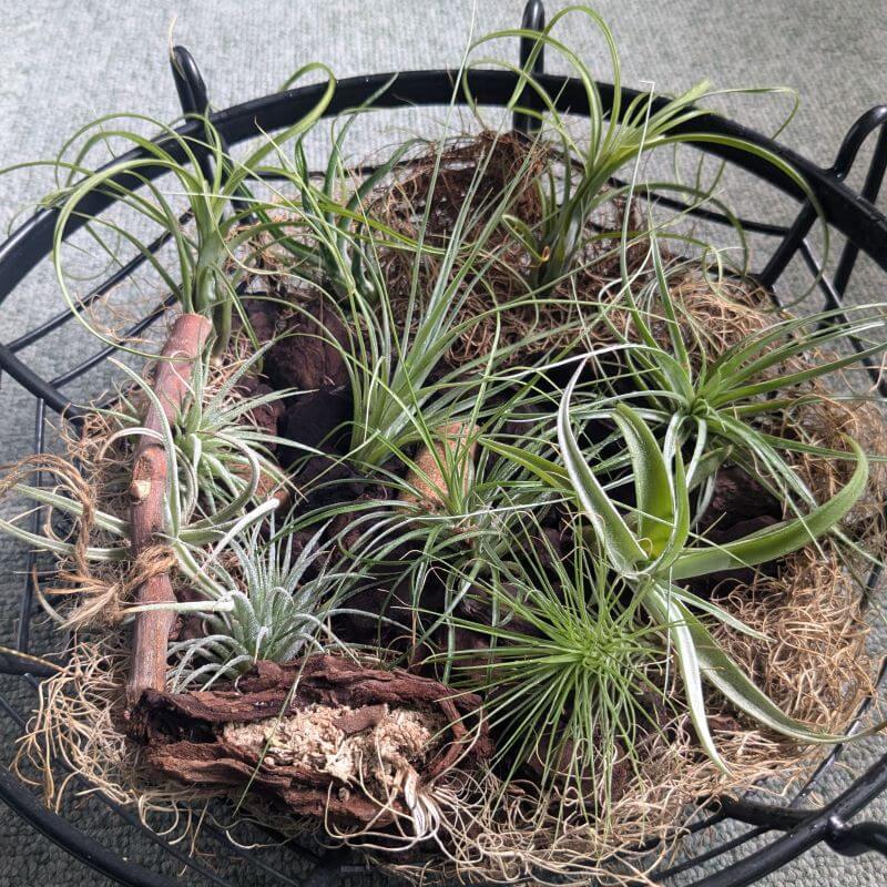 ウスネオイデスをマルチングにする