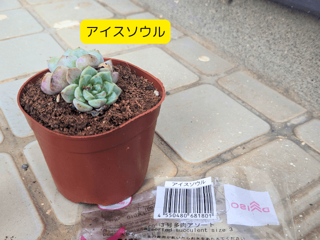 多肉植物アイスソウルの写真