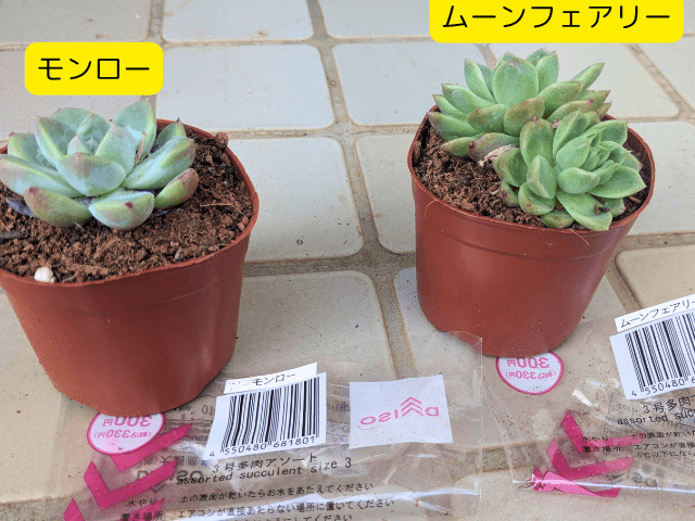 多肉植物モンローとムーンフェアリーの写真