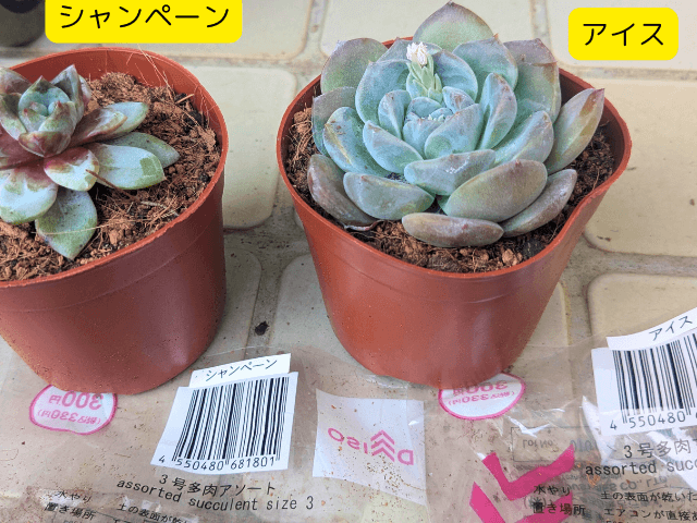 多肉植物シャンペーンとアイスの写真