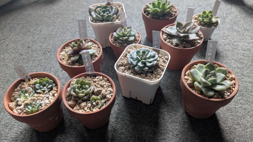 ダイソー購入多肉植物の植え替え後の様子
