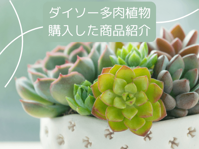 ダイソー多肉植物の紹介