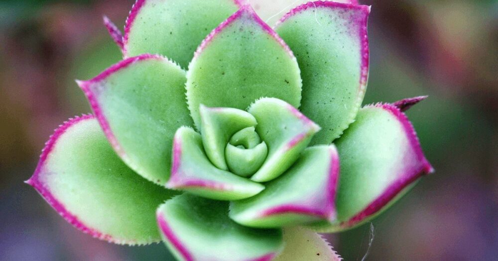 ピンクの覆輪が入った多肉植物のロゼット
