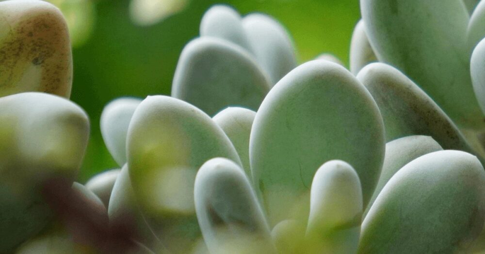白緑のぷっくりした葉の多肉植物